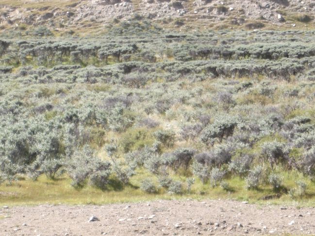  2006:09:04 22:48:56   Buha River 03 - vegetation on braid bar.jpg